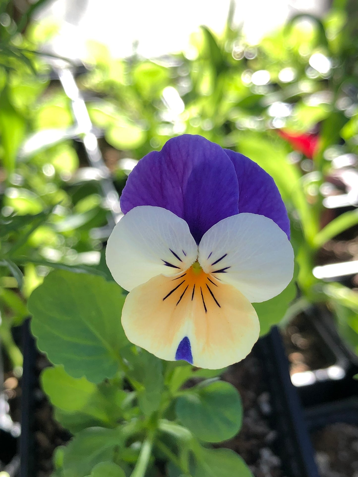 Viola 'Callisto F1 Peach Duet' - fjóla