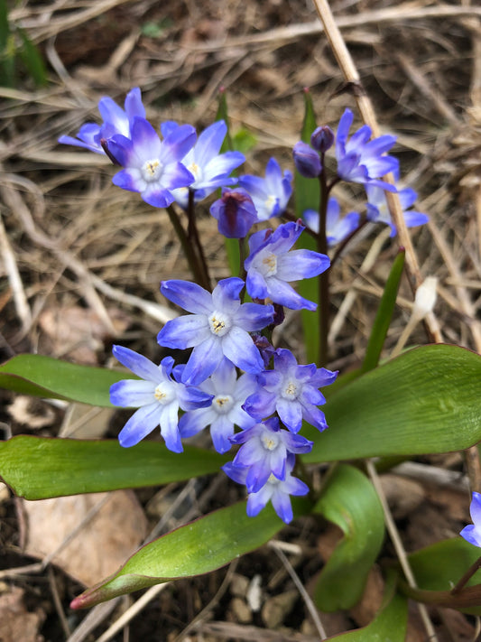 Chionodoxa forbesii 'Blue Giant' - snæstjarna