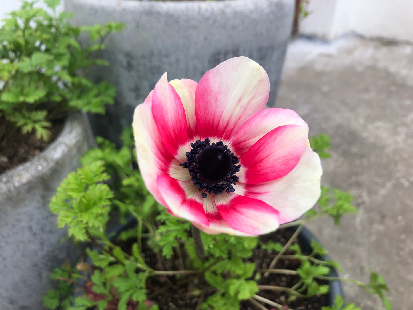 Anemone coronaria 'Bicolor' - maríusnotra