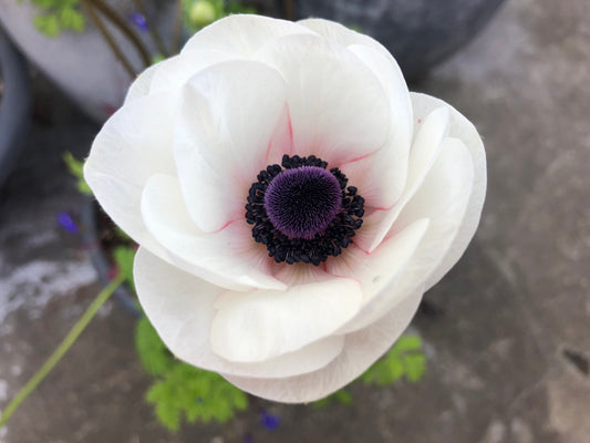 Anemone coronaria 'Bicolor' - maríusnotra