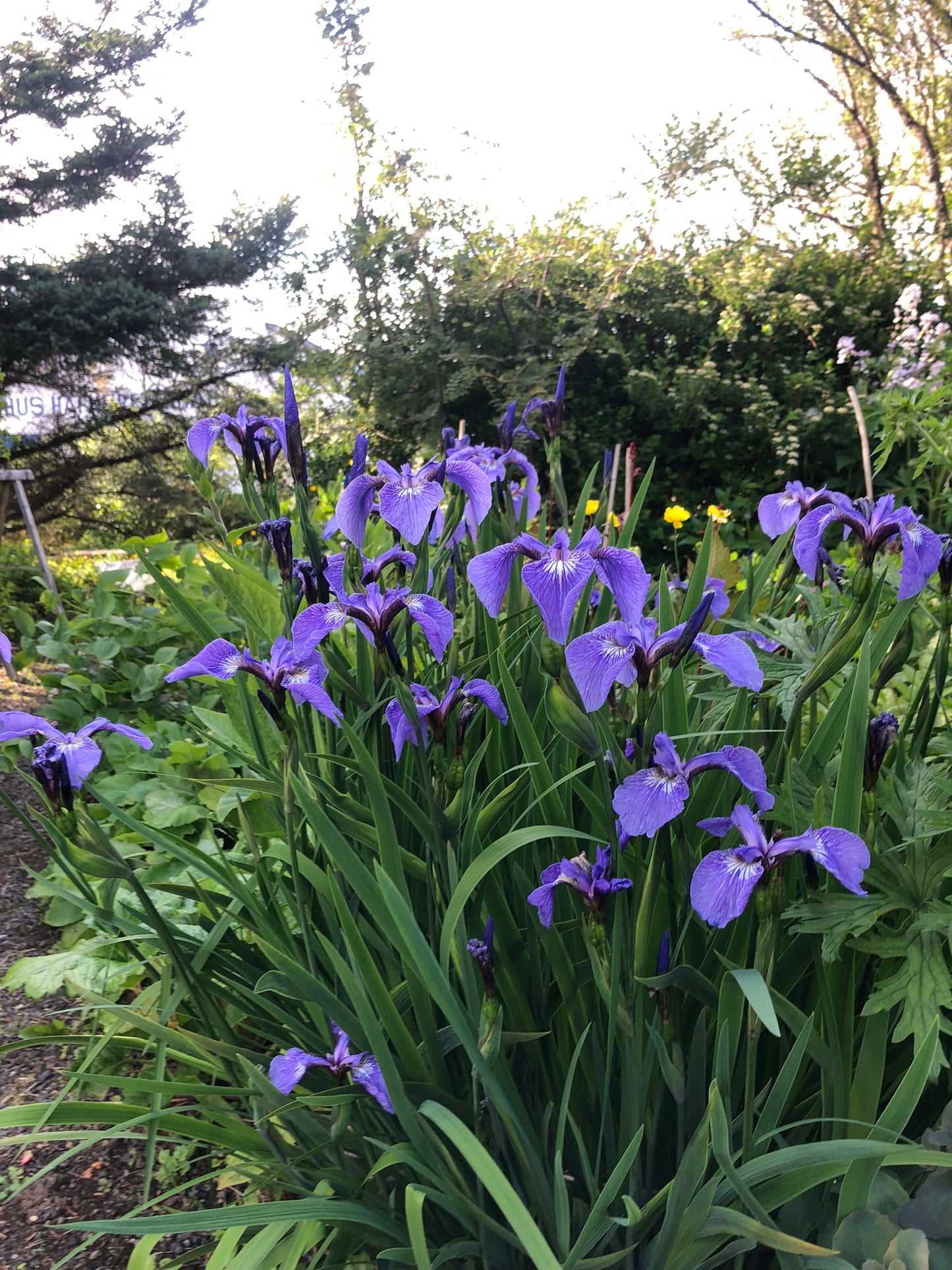 Iris setosa - engjaíris