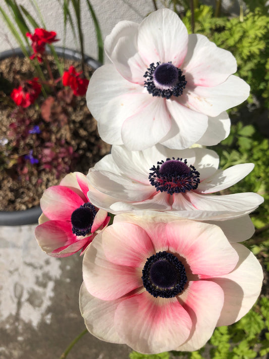 Anemone coronaria 'Bicolor' - maríusnotra