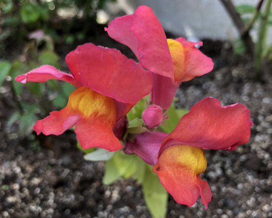 Antirrhinum 'Snapshot F1 Orange' - ljónsmunnur