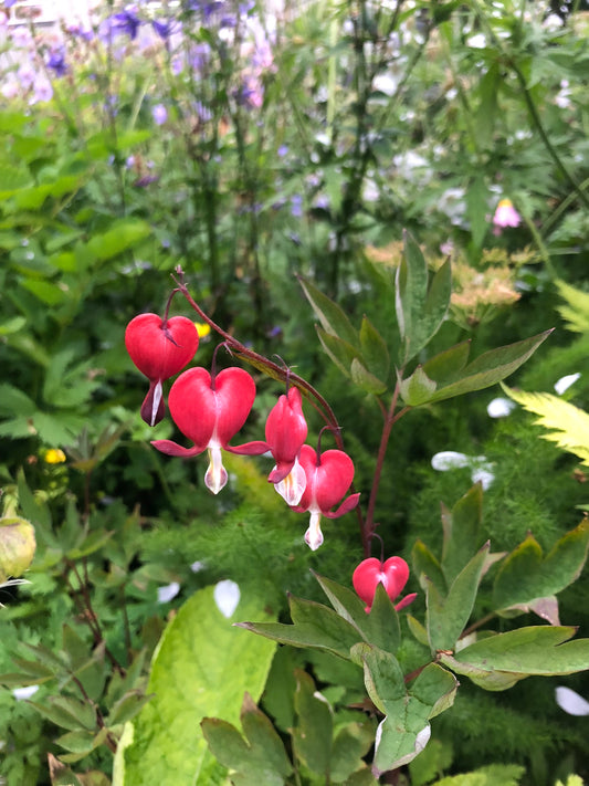 Lamprocapnos spectabilis 'Valentine' - hjartablóm