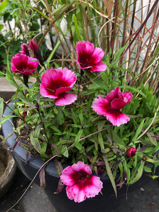 Dianthus 'F1 Raspberry Parfait' - kínadrottning