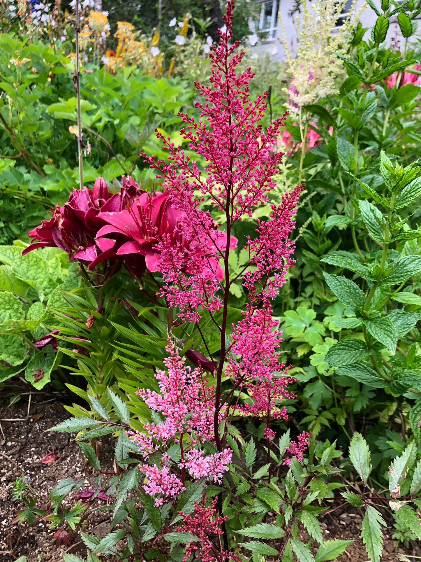Astilbe x arendsii 'Look at Me' - musterisblóm