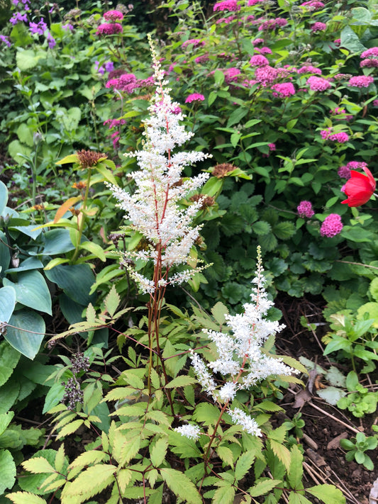 Astilbe japonica 'Ellie' - japansblóm
