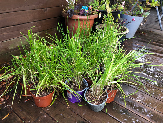 Allium schoenoprasum - graslaukur