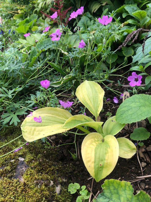 Hosta 'Velvet Moon' - brúska