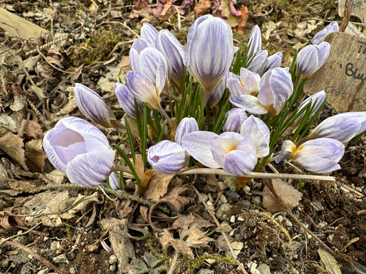 Crocus chrysanthus 'Blue Marlin' - tryggðakrókus
