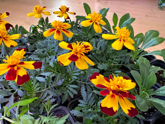Tagetes patula 'Flamenco' - flauelsblóm