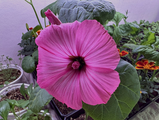 Lavatera 'Ruby Regis' - aftanroðablóm