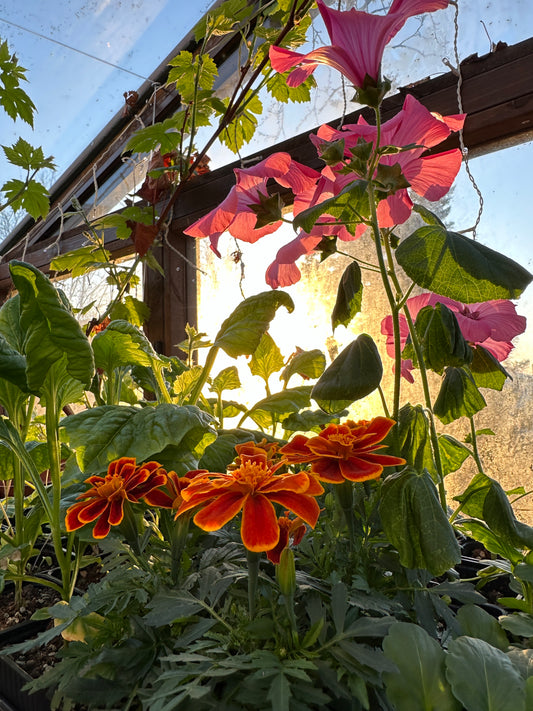 Tagetes patula 'Durango Flame' - flauelsblóm