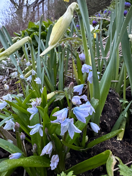 Scilla mischtschenkoana - heiðstjörnulilja