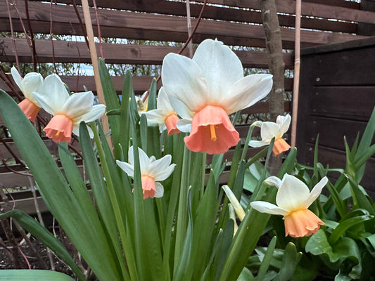 Narcissus cyclamineus 'Iwona' - febrúarlilja