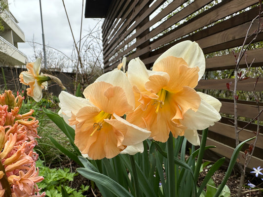 Narcissus 'Apple Pie' - hátíðalilja
