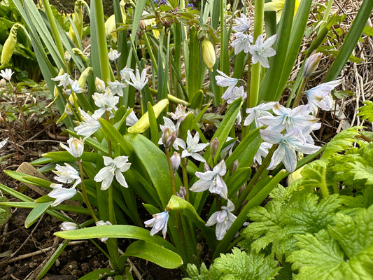 Scilla mischtschenkoana - heiðstjörnulilja