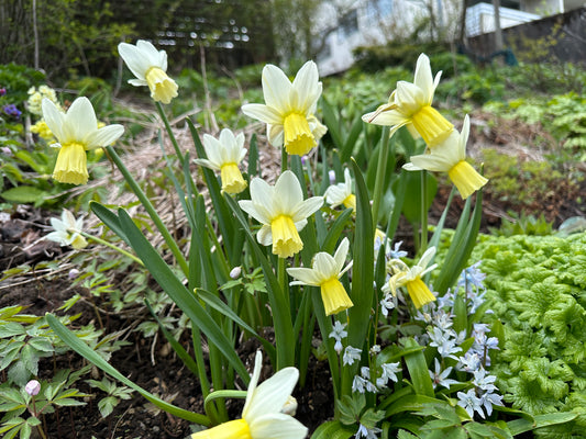 Narcissus cyclamineus 'Surfside' - febrúarlilja