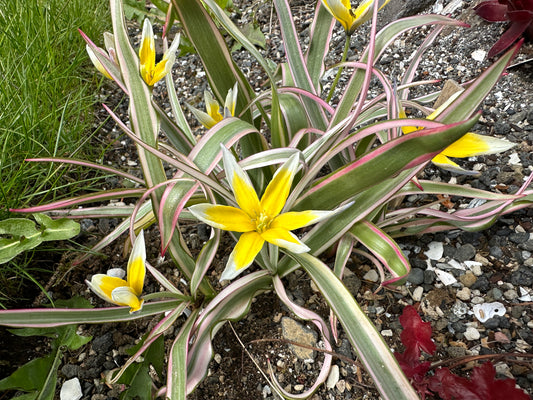 Tulipa tarda 'Interaction' - sveiptúlipani