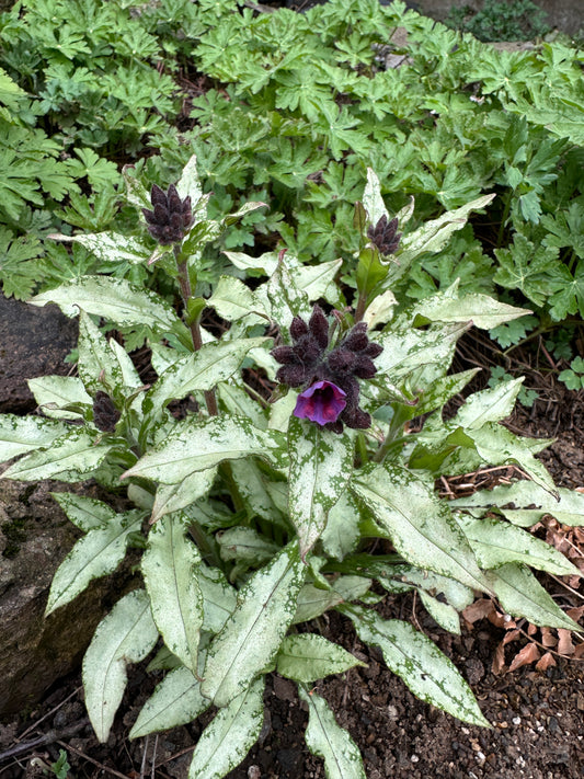 Pulmonaria longifolia 'Diana Clare' - kattalyfjurt