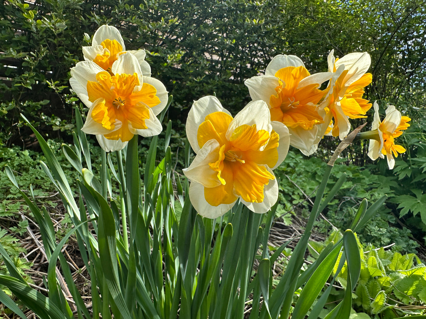 Narcissus 'Orangery' - hátíðalilja
