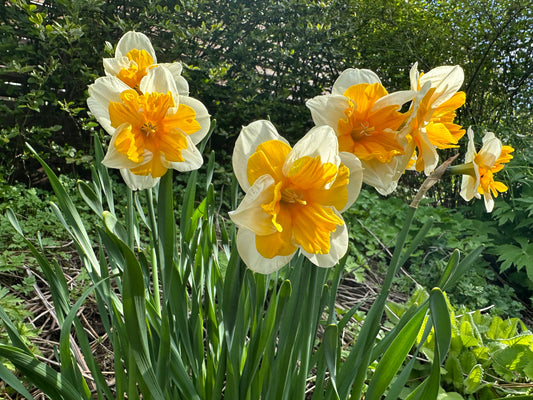 Narcissus 'Orangery' - hátíðalilja