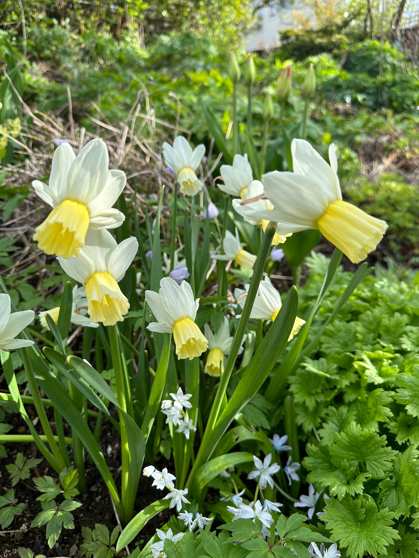 Narcissus cyclamineus 'Surfside' - febrúarlilja