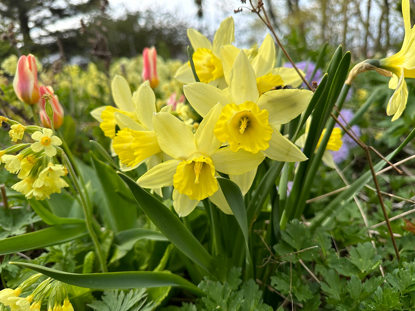 Narcissus 'Pistachio' - hátíðalilja