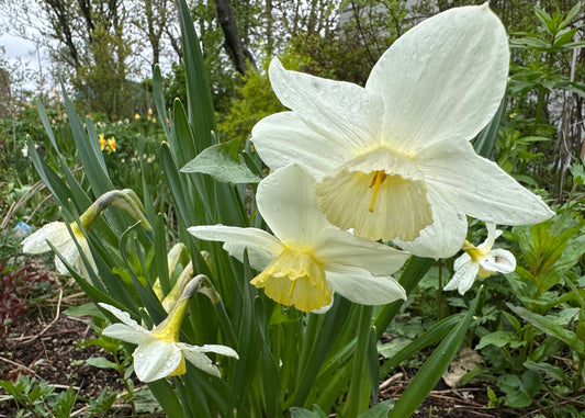 Narcissus 'Frosty Snow' - hátíðalilja