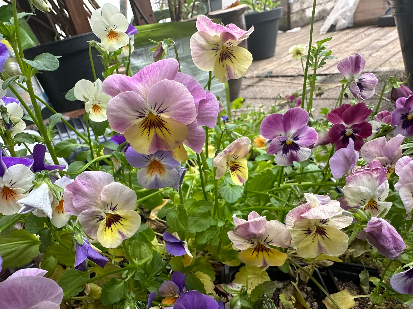 Viola F1 'Bel Viso Pineapple Crush' - fjóla