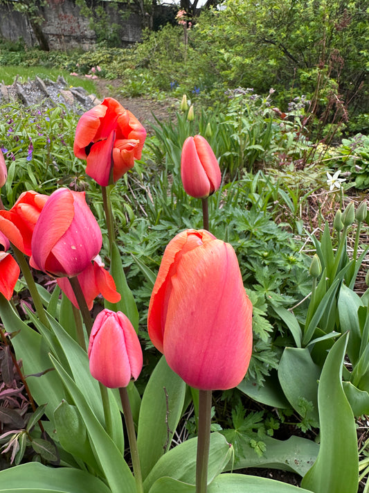 Tulipa 'Apricot Impression' - túlipani