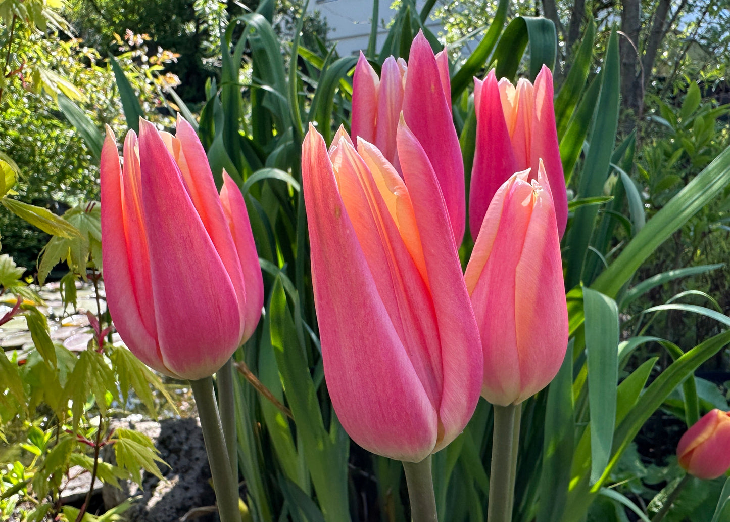 Tulipa 'Sanne' - túlipani