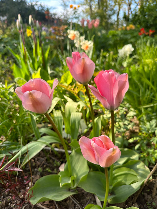 Tulipa 'Sweet Sixteen' - eldtúlipani