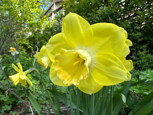 Narcissus 'Cairngorm' - hátíðalilja