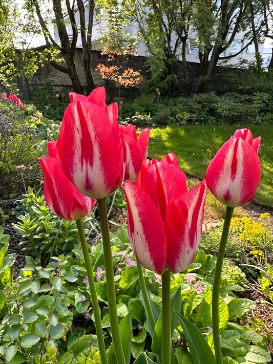 Tulipa 'Spryng Break' - túlipani
