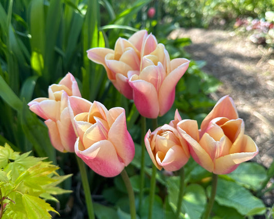 Tulipa 'Sanne' - túlipani