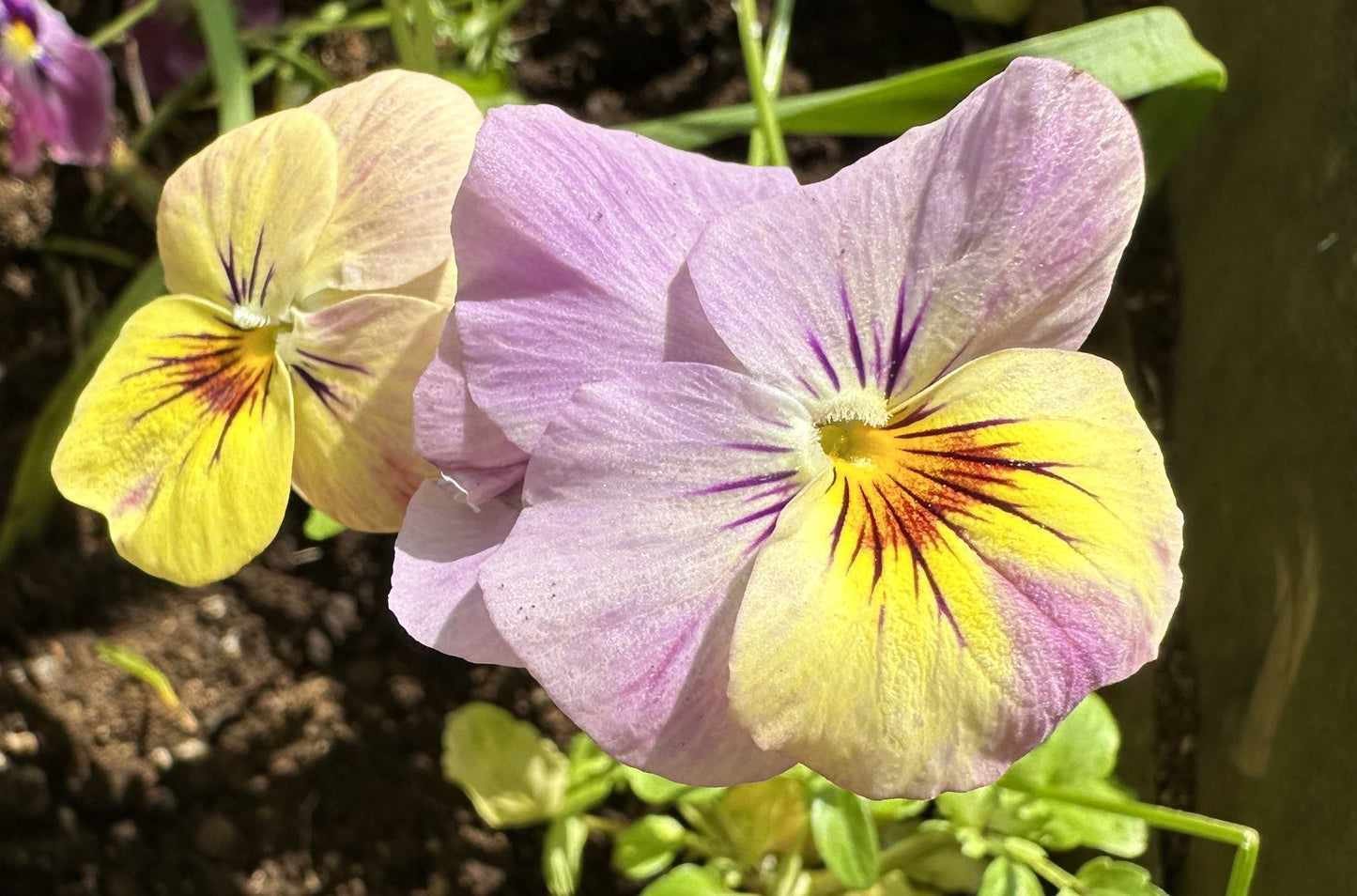 Viola F1 'Bel Viso Pineapple Crush' - fjóla
