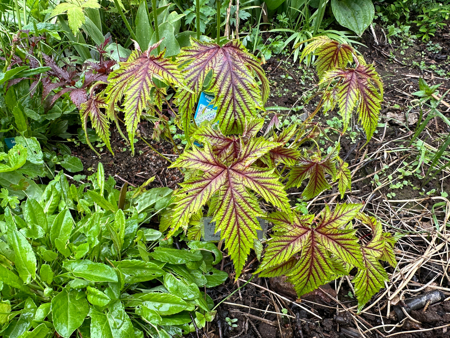 Filipendula 'Red Umbrellas'