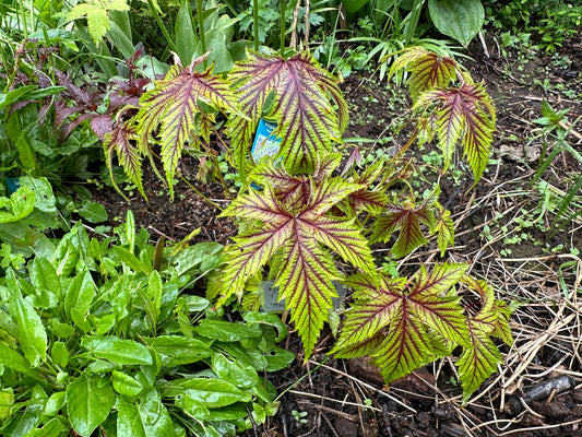 Filipendula 'Red Umbrellas'