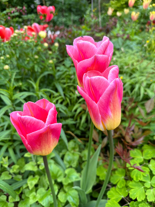 Tulipa 'Tom Pouce' - túlipani