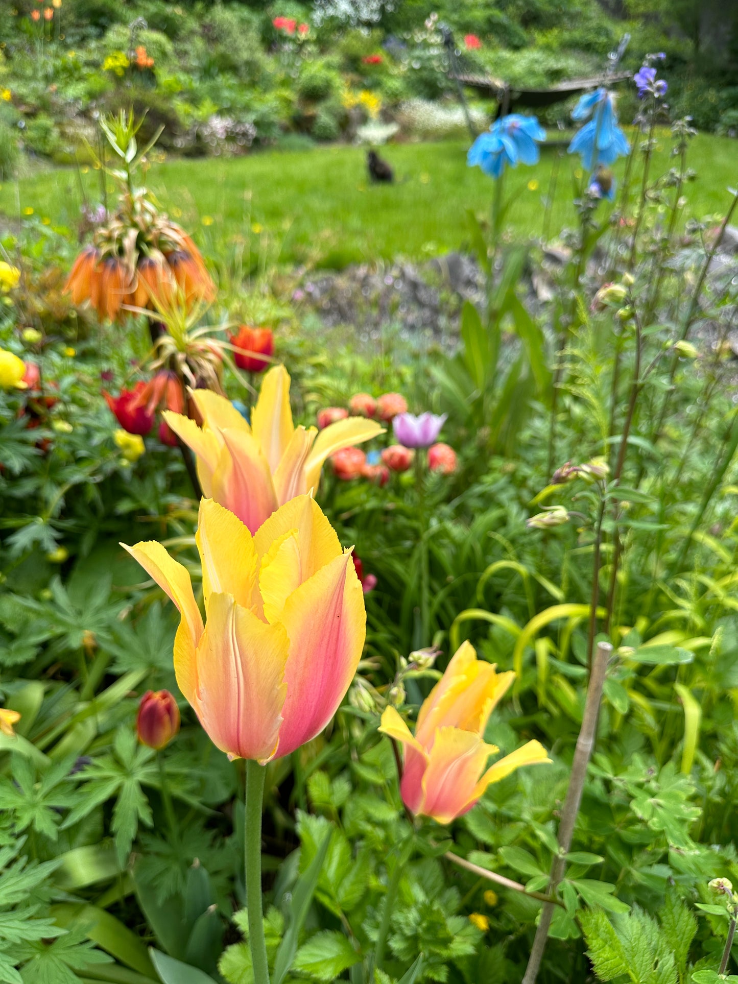 Tulipa 'Blushing Lady' - túlipani