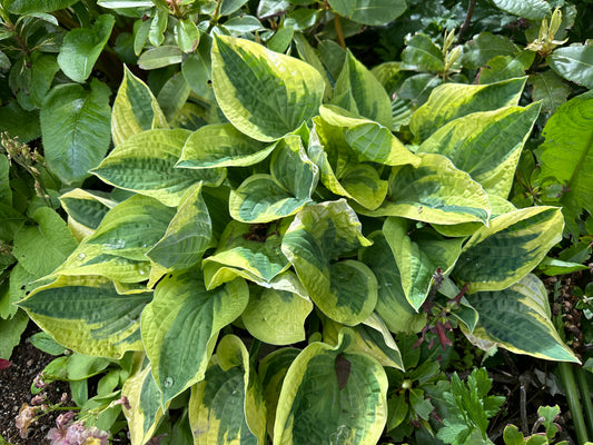 Hosta 'Wide Brim' - brúska