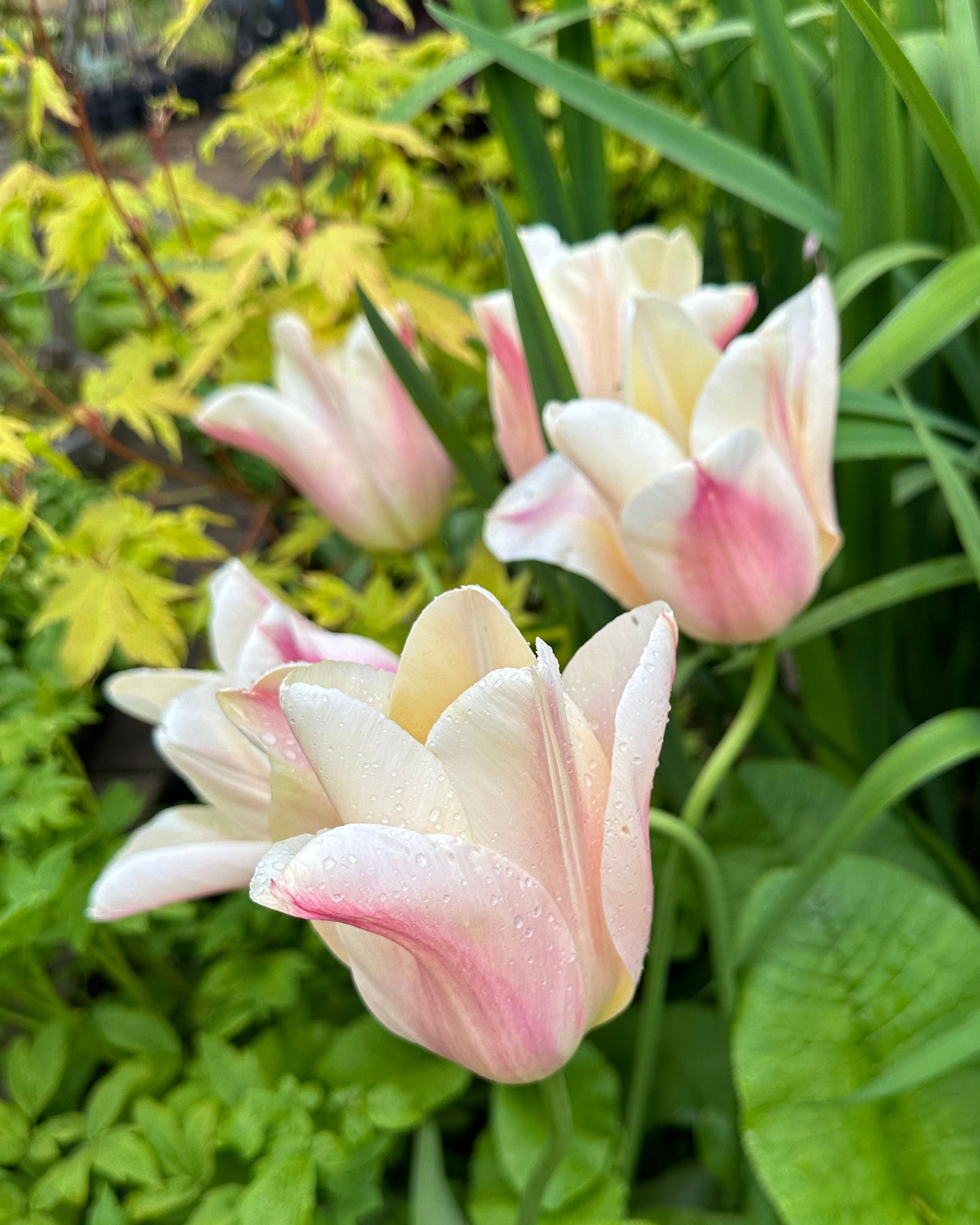 Tulipa 'Sanne' - túlipani