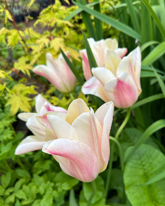 Tulipa 'Sanne' - túlipani