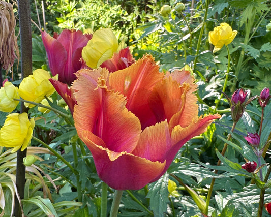 Tulipa 'Louvre Orange' - túlipani