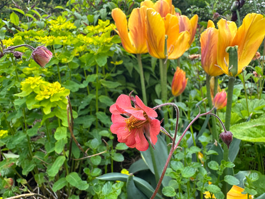 Geum rivale 'Leonard's Variety' - fjalldalafífill