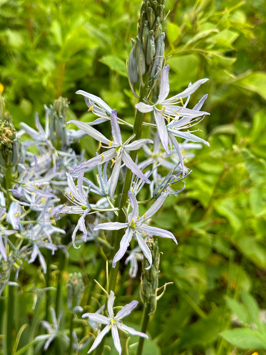 Camassia leichtlinii 'Blue Heaven' - indíánalilja