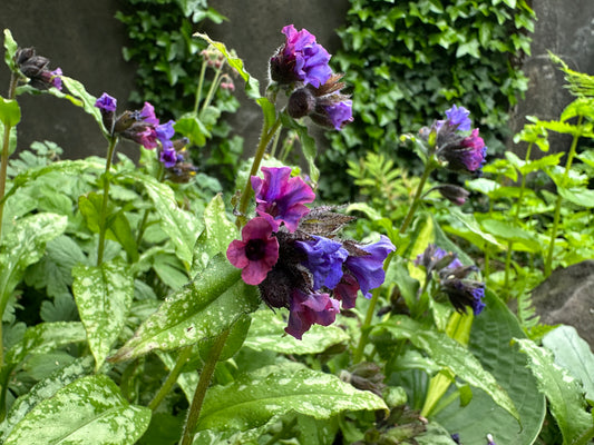 Pulmonaria longifolia 'Diana Clare' - kattalyfjurt