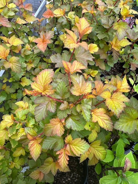 Physocarpus opulifolius 'Magic Ball' - garðakvistill