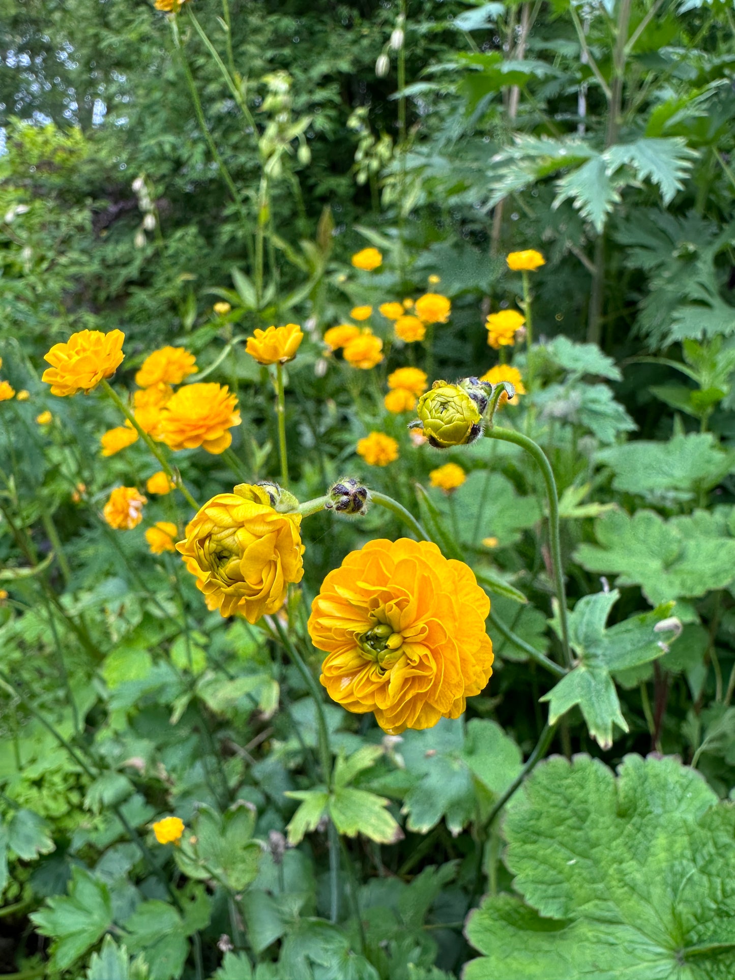 Ranunculus acris 'Flore Pleno' - brennisóley